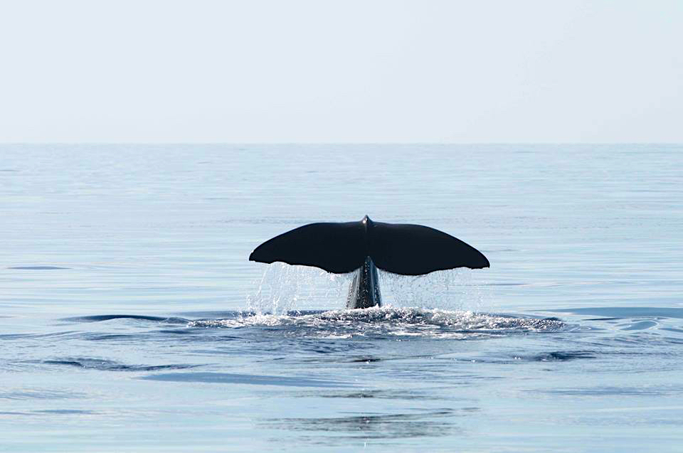 Sperm Whale, Abaco, Bahamas (Charlotte Dunn / BMMRO)