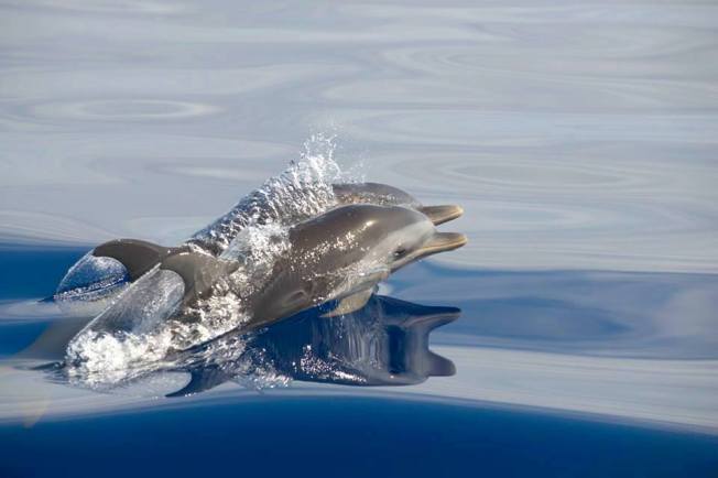 Bottlenose Dolphins Abaco, Bahamas (Charlotte Dunn / BMMRO)