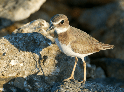 Wilson's Plover, Abaco Bahamas (Nina Henry)