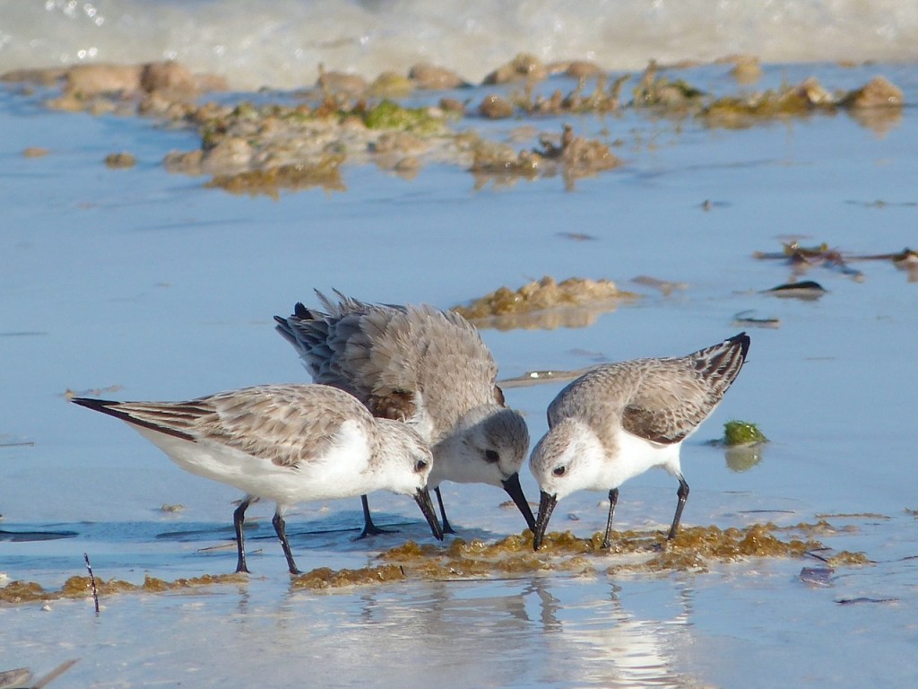 Sanderlings on Delphi Beach, Abaco, Bahamas (Keith Salvesen)