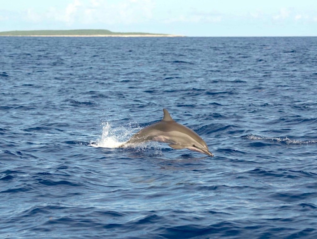 Atlantic Spotted Dolphins . Abaco Bahamas . @BMMRO
