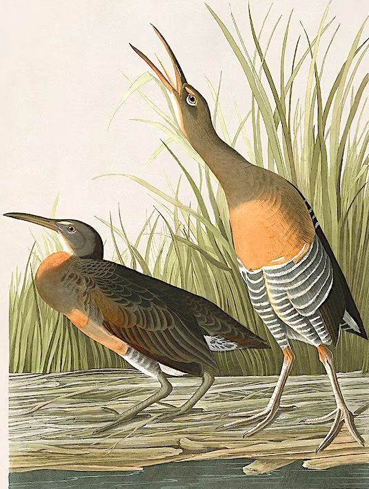 Clapper Rail (Audubon)