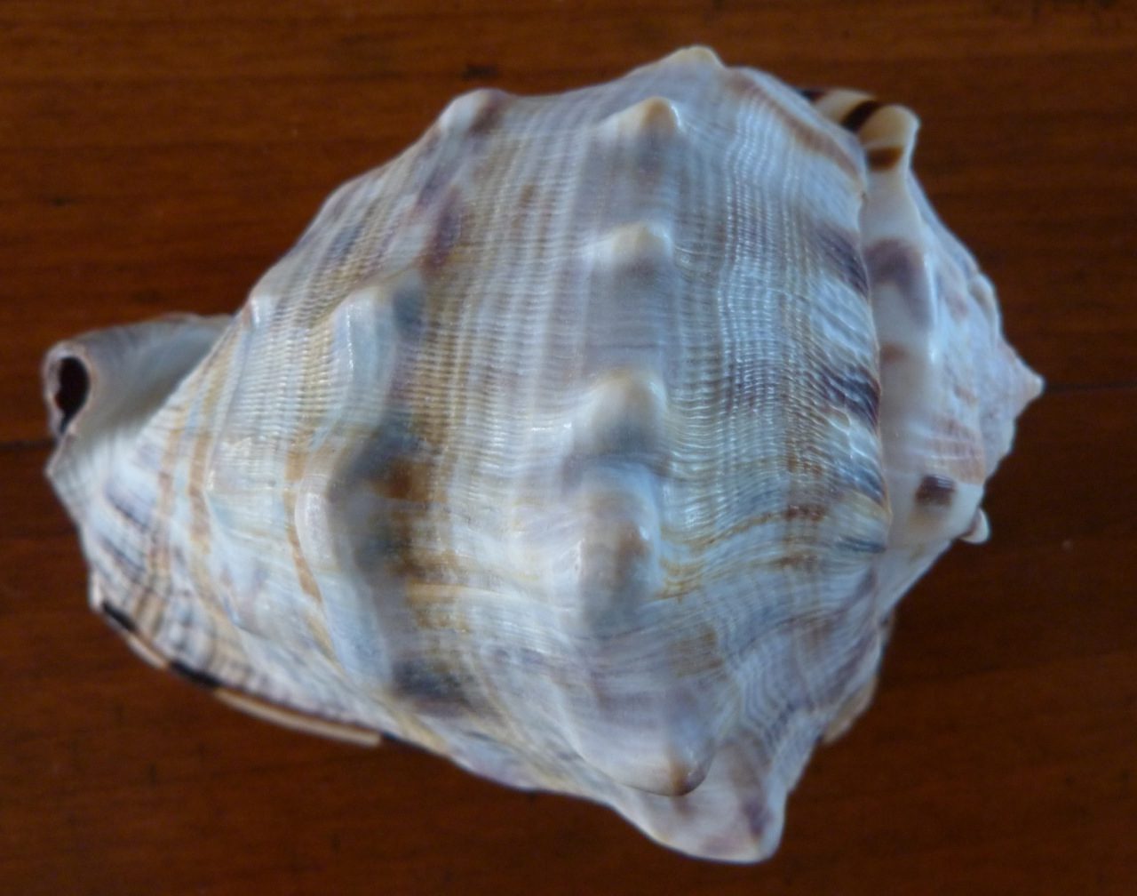 King Helmet Shell 4